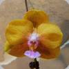 Phal. Allura Vanda